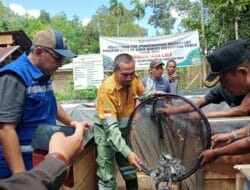 Kerjasama dengen SMGP, Koptan Rap Tama Purba Baru Penen Lele dan Jagung