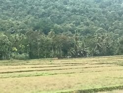 Petani Labuhan Tarok dan Kuta Baroe Meukek Terkendala Air