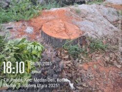 Penebangan Pohon Mahoni Tanpa Izin di Medan Deli Diduga Atas Permintaan Pemilik Gudang