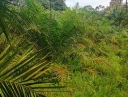 Program Cetak Sawah di Madina Dinilai Gagal, Warga: Wujud Lahan Saja Tak Ada