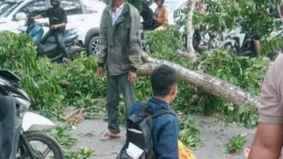 Pohon Tumbang Kembali Terjadi di Stabat, 3 Korban Dirawat di RS Bidadari