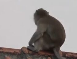 Warga Minta Forkopimcam Tangkap Teror Kera Liar di Brandan