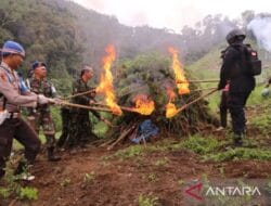 Subur di Madina, Satu Hektare Ladang Ganja Dimusnahkan di Hutabargot