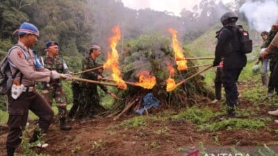 Subur di Madina, Satu Hektare Ladang Ganja Dimusnahkan di Hutabargot