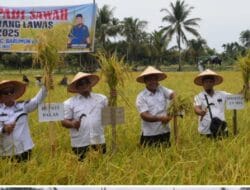 Bupati Palas Panen Raya Padi di Barumun Baru