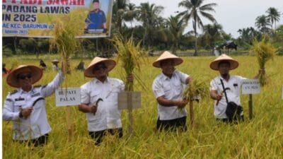 Bupati Palas Panen Raya Padi di Barumun Baru