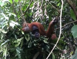 Hilangnya Habitat dan Perdagangan Ilegal, Ancaman Nyata bagi Populasi Orangutan