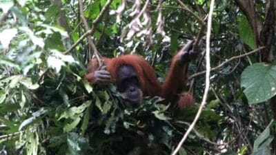 Hilangnya Habitat dan Perdagangan Ilegal, Ancaman Nyata bagi Populasi Orangutan