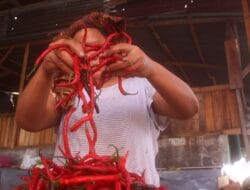 Harga Cabai Merah di Medan Meroket, Tembus Rp 70.000/Kg