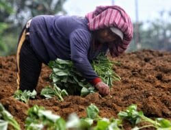 Petani di Deli Serdang Khawatir Penetapan Harga Minimal Singkong akan Berpengaruh pada Ubi Jalar