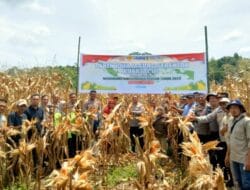 Polres Abdya Gelar Panen Raya Jagung Serentak Kuartal III