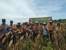 Polres Aceh Selatan Bersama Petani Panen Raya Jagung Serentak di  Pasieraja