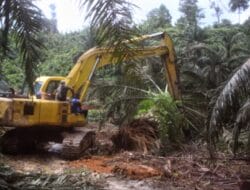 BBTNGL Tumbangkan 19,2 H Kebun Sawit Illegal, Dikembalikan ke Fungsi Ekosistem Hutan