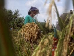 Hasil Panen Padi Bergantung pada Sistem Pengairan dan Pupuk