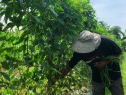 Bertani di Perkotaan, Walau Lahan Terbatas Tapi Menjanjikan