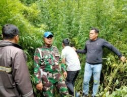 Ditemukan Ladang Ganja di Hutan Sibuatan Karo, Kades Tidak Tahu Pemiliknya