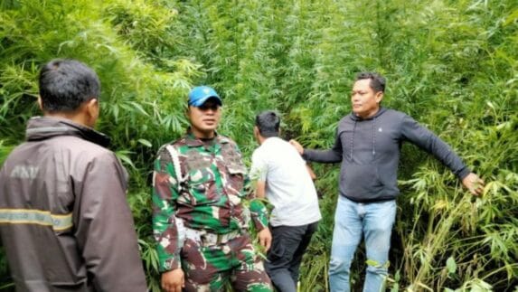Ditemukan Ladang Ganja di Hutan Sibuatan Karo, Kades Tidak Tahu Pemiliknya