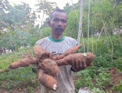 Harga Singkong Anjlok, Petani di STM Hilir Menjerit