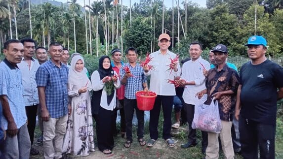 Bupati Aceh Selatan Panen Perdana Budidaya Cabai Merah Keriting