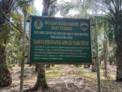 Diduga Panen Sawit di Kawasan Hutan, PTPN IV Kebun Timur Disorot