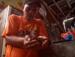 Di Tengah Harga Tinggi, Permintaan Kopi Arabika Gayo Meningkat