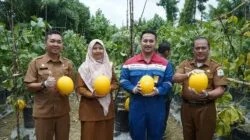Pemda Aceh Tamiang Panen Raya Melon Program CSR PT. Pertamina Rantau