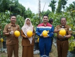 Pemda Aceh Tamiang Panen Raya Melon Program CSR PT. Pertamina Rantau