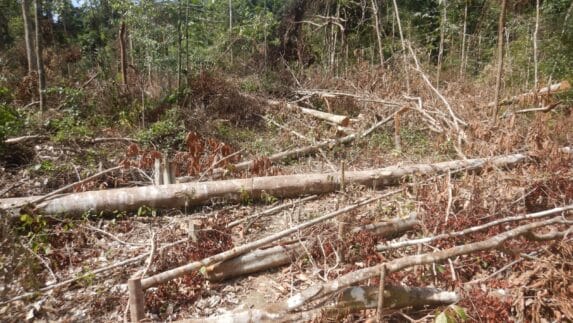 BBTNGL Laporkan Perambahan Konservasi Pucuk Lembang Kluet Timur Aceh Selatan