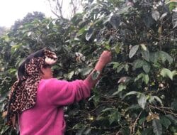 Musim Hujan Mengganggu Aktivitas Petani di Karo