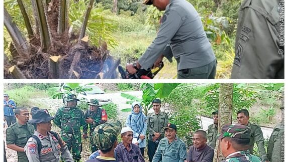 KPHL Unit XII Blangpidie Bongkar 18, 5 Ha Kelapa Sawit di Kawasan Hutan Babahrot