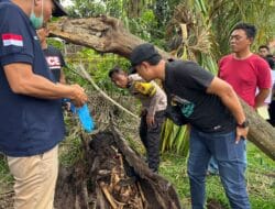 Polres Sergai Belum Ungkap Penyebab Kematian Korban dan Pelaku atas Mayat di Pohon Aren
