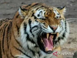 Ada Suara Harimau di Desa Perkebunan Tapsel, Warga Resah