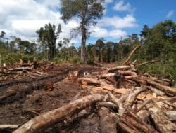 DPW NasDem Sumut Desak Menhut Buka Data Perusahaan Perusak Hutan
