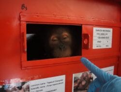 Karantina Sumatera Utara Kawal Repatriasi Empat Orangutan dari Thailand