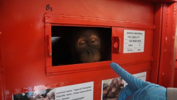 Karantina Sumatera Utara Kawal Repatriasi Empat Orangutan dari Thailand