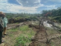 BBKSDA Sumut Musnahkan 100 Hektare Sawit Ilegal di SM KGLTL