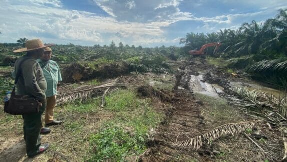 BBKSDA Sumut Musnahkan 100 Hektare Sawit Ilegal di SM KGLTL