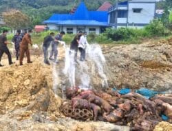 Ratusan Babi Dimusnahkan di Nias