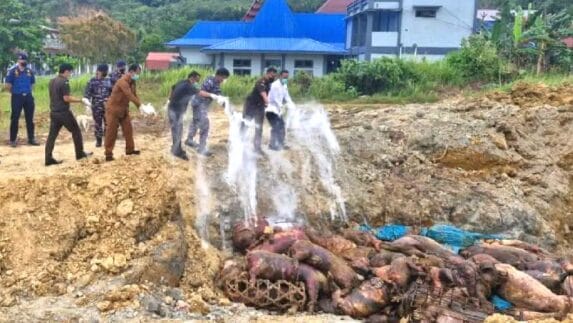 Ratusan Babi Dimusnahkan di Nias