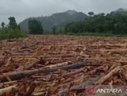 Kayu Gelondongan Sumbat Aliran Air Sungai Batang Toru Tapsel