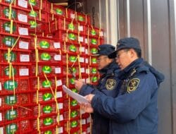Buah Manggis Segar dari Indonesia Banjiri Pasar China