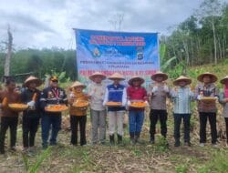 Polres Madina-PT SMGP Panen Raya Jagung, Pemkab Beri Apresiasi