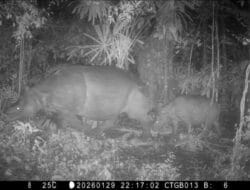 Anak Badak Jawa di TN Ujung Kulon  Terekem Camera Trap, Bukti Habitat Terjaga dan Pengamanan Efektif