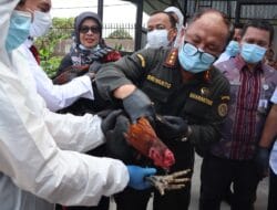 Karantina Musnahkan Ratusan Ayam Bangkok dan Kambing Pigmi Ilegal Asal Thailand Berpenyakit Berbahaya