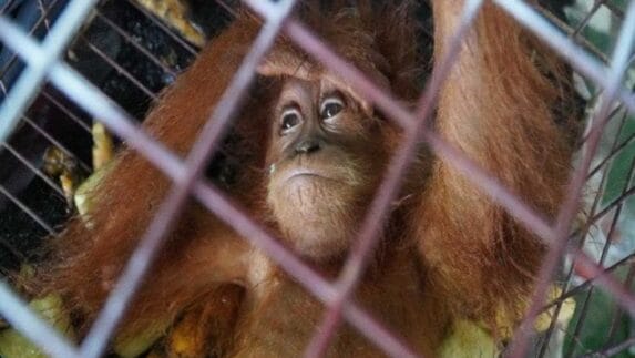 Tim Bea Cukai Langsa Gagalkan Ekspor Ilegal Satwa Dilindungi