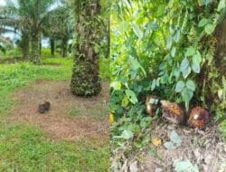 Soal Pencurian TBS, PTPN IV Kebun Sawit Seberang Tepis Barang Bukti dari PKS