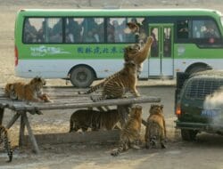 Hampir 200 Harimau di China Jalani Diet dengan Berpuasa