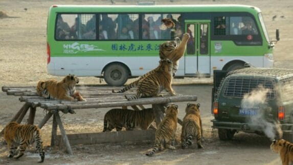 Hampir 200 Harimau di China Jalani Diet dengan Berpuasa
