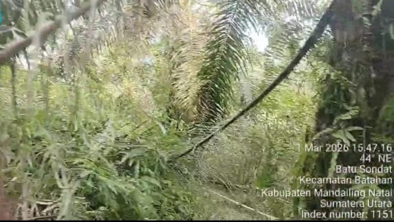 Diduga ‘Diterlantarkan’ dan Jadi Sarang Hama, Kebun PTPN IV di Madina Disorot