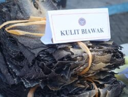 Jaga Keamanan Hayati, Ribuan Kulit Biawak dan Komoditas Ilegal Dimusnahkan